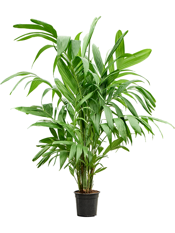 Areca triandra