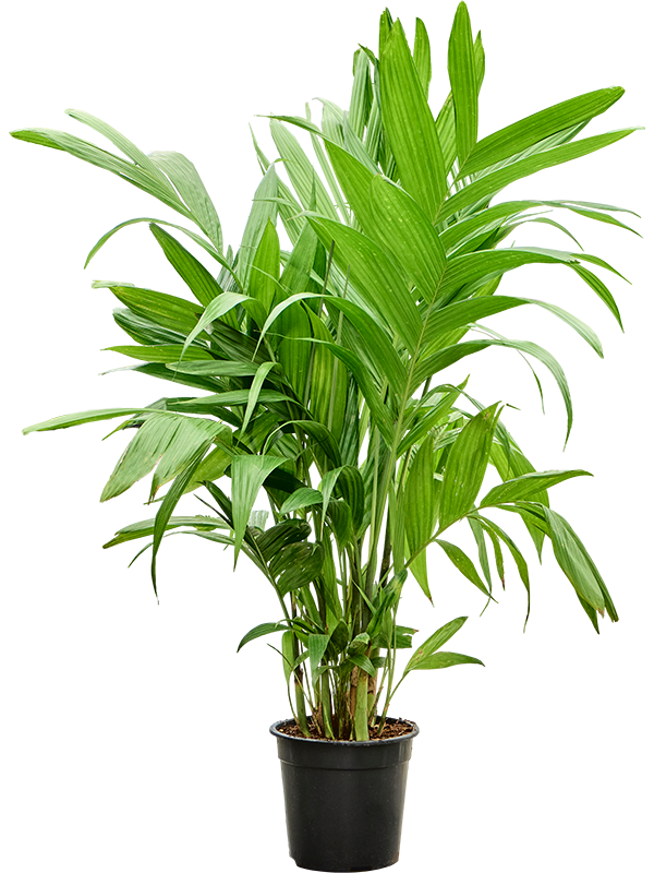 Areca triandra