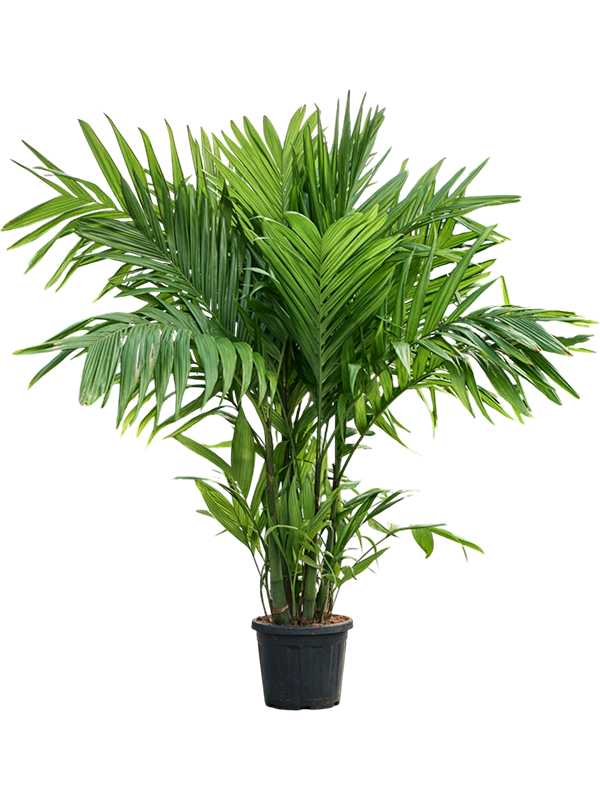 Areca triandra
