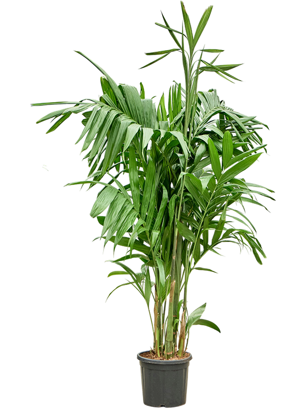 Areca triandra
