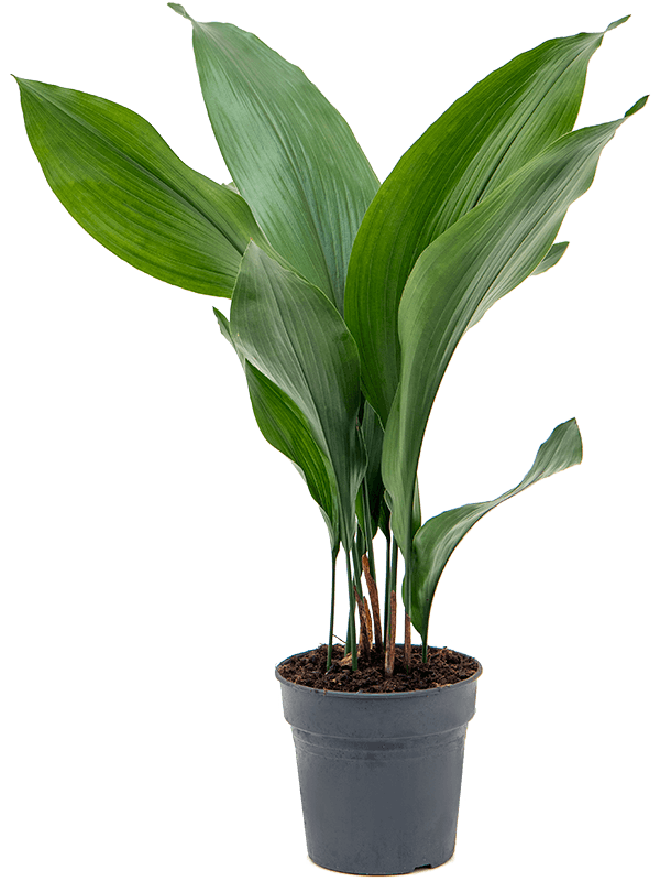 Aspidistra elatior