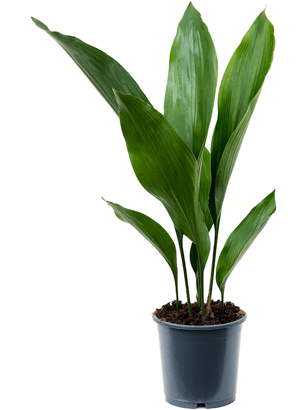 Aspidistra elatior