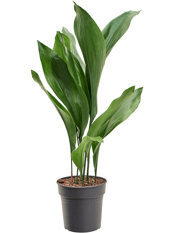 Aspidistra elatior