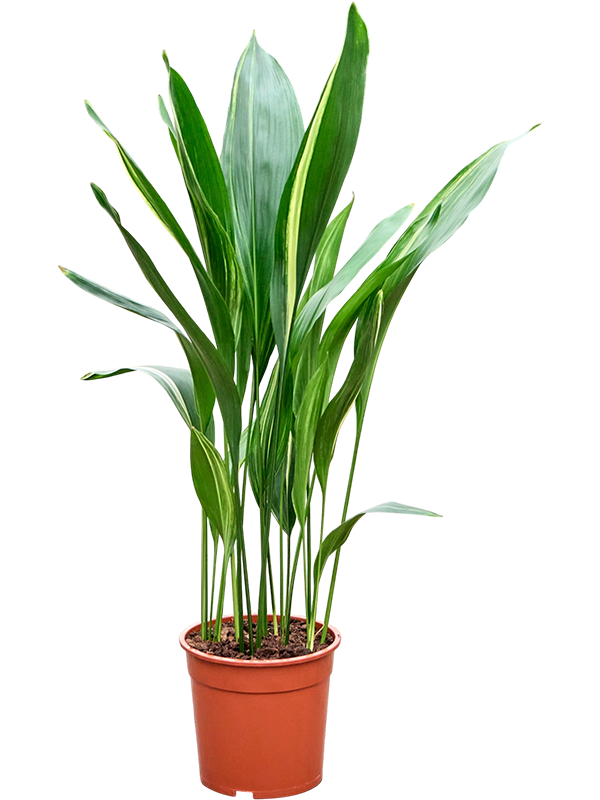 Aspidistra elatior variegata