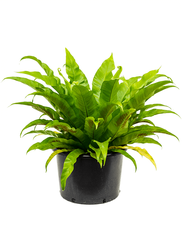 Asplenium antiquum