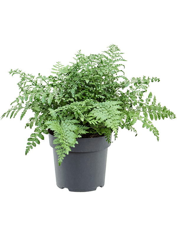 Asplenium dimorphum 'Parvati'