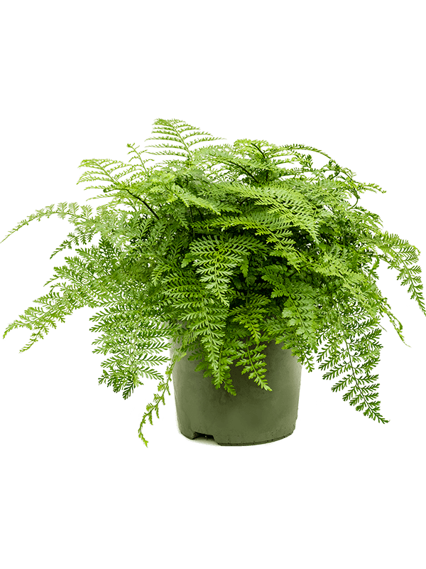 Asplenium dimorphum 'Parvati'