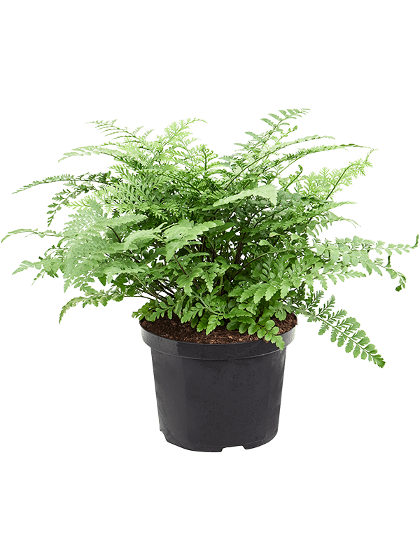Asplenium dimorphum 'Parvati'