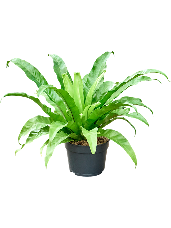 Asplenium antiquum