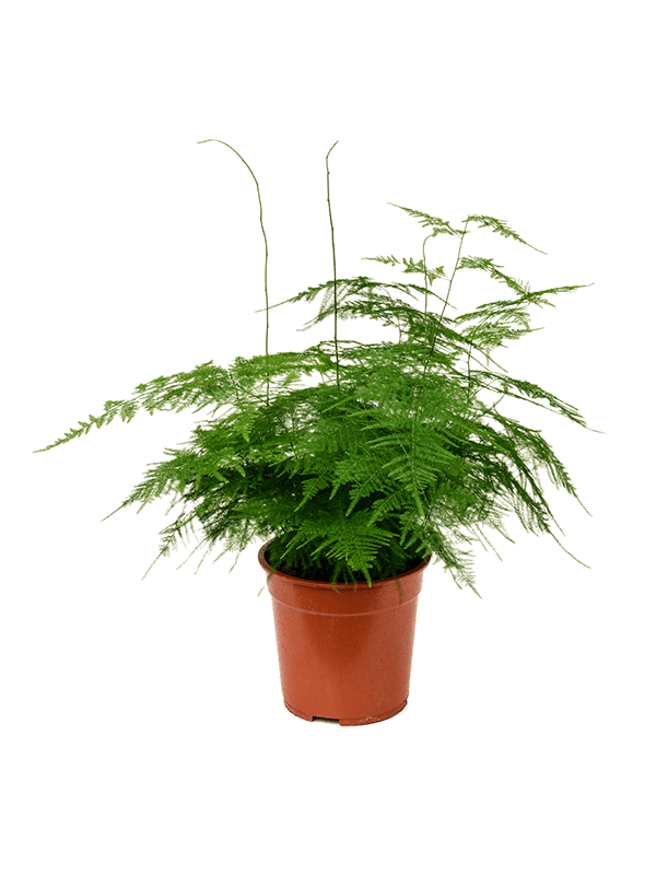 Asparagus setaceus plumosus