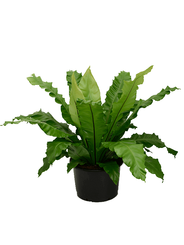 Asplenium nidus