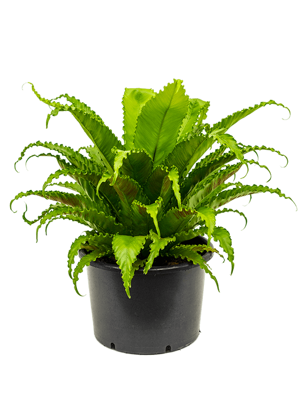 Asplenium antiquum 'Osaka'