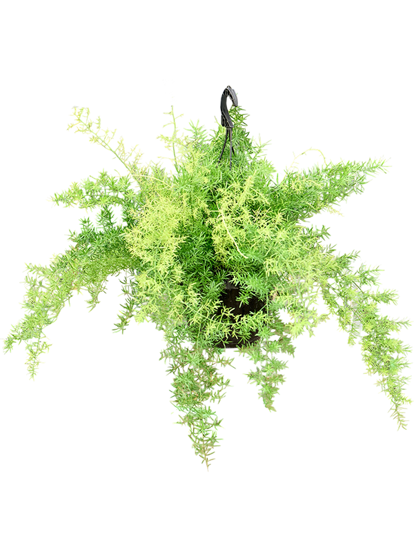 Asparagus Sprengerii