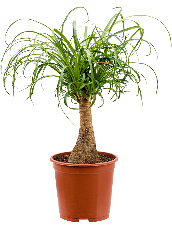 Beaucarnea recurvata