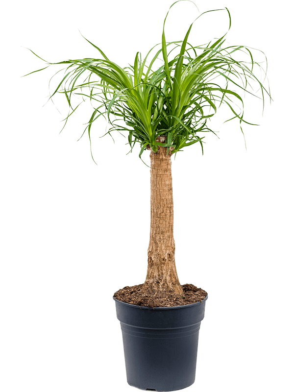 Beaucarnea recurvata