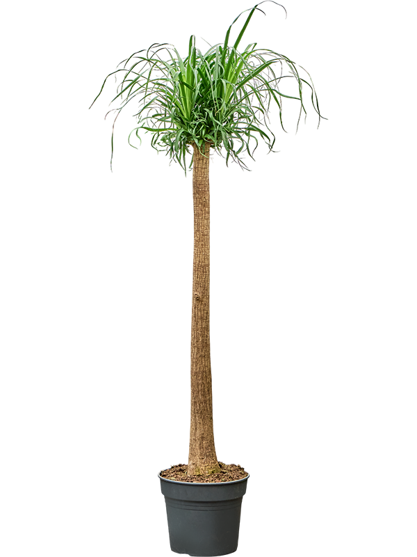 Beaucarnea recurvata
