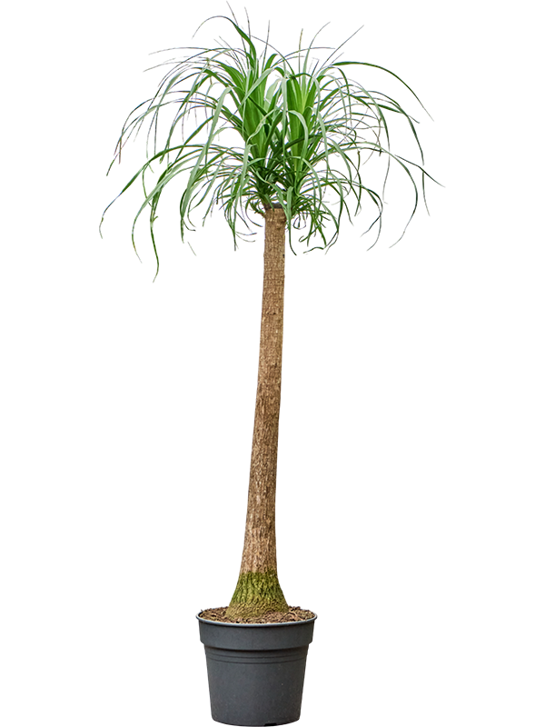 Beaucarnea recurvata
