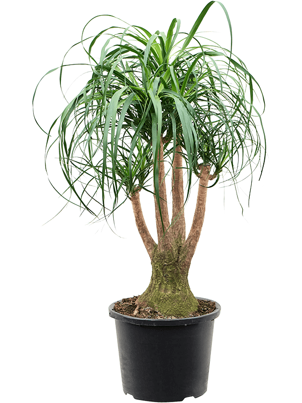 Beaucarnea recurvata