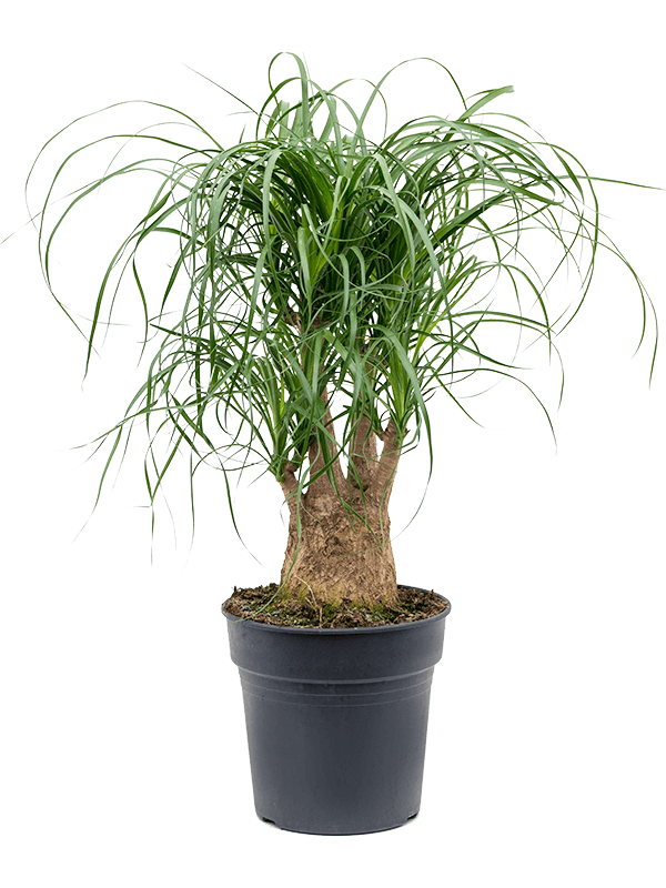 Beaucarnea recurvata