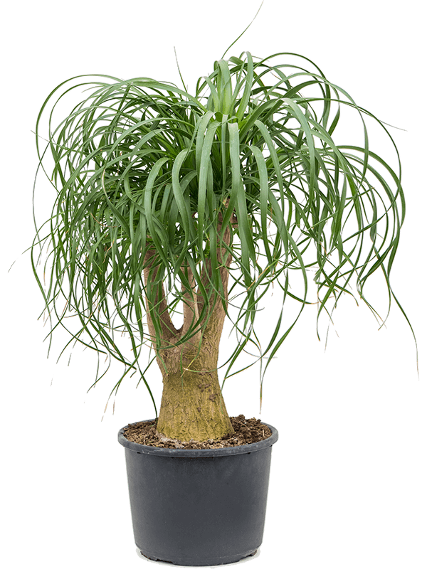 Beaucarnea recurvata