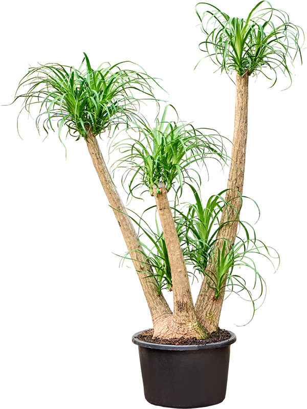 Beaucarnea recurvata