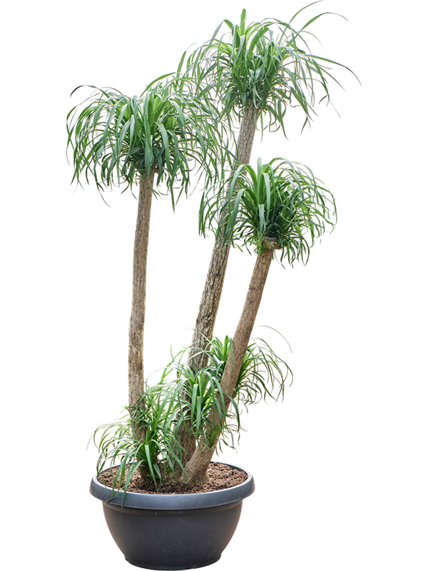 Beaucarnea recurvata
