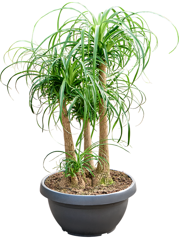 Beaucarnea recurvata