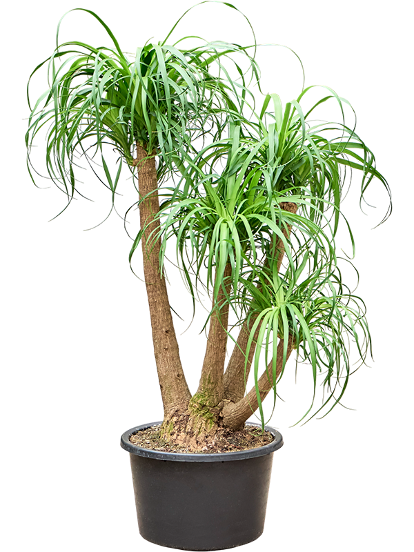 Beaucarnea recurvata