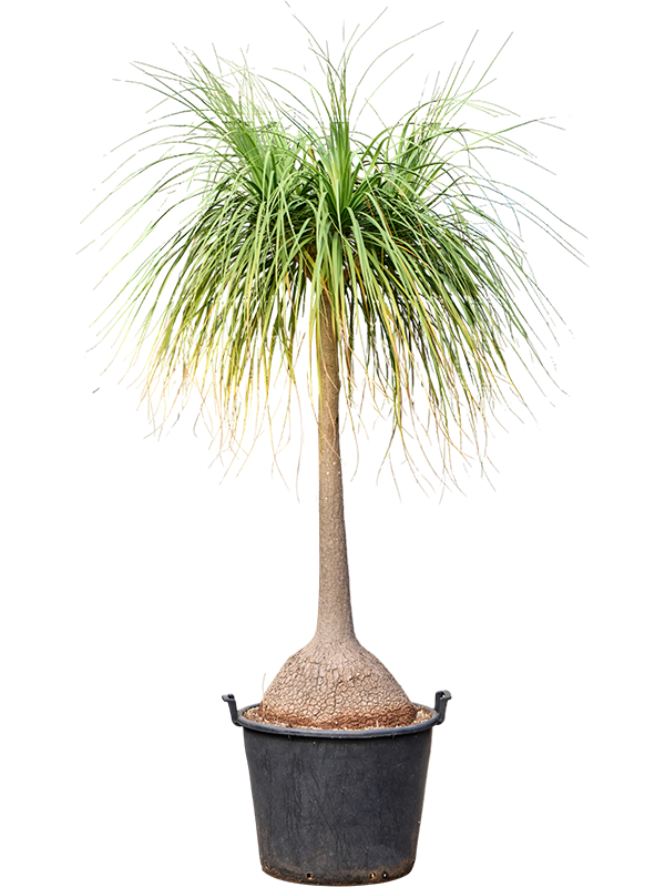 Beaucarnea recurvata 'Nolina'