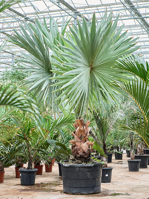 Bismarckia nobilis