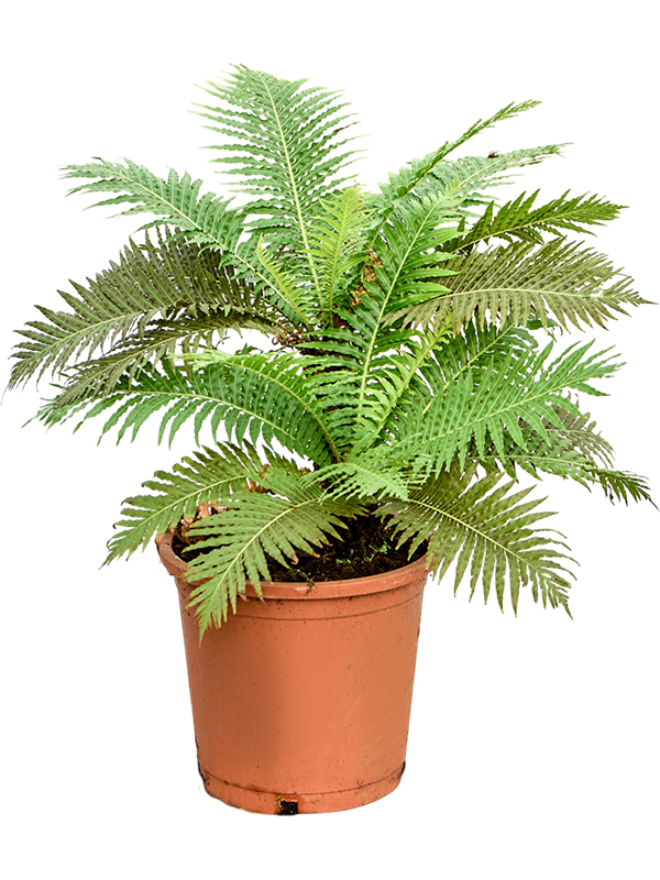 Blechnum gibbum (90-110)