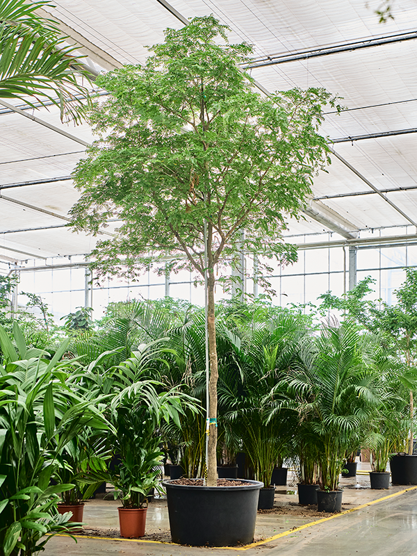 Bulnesia arborea(500-600)