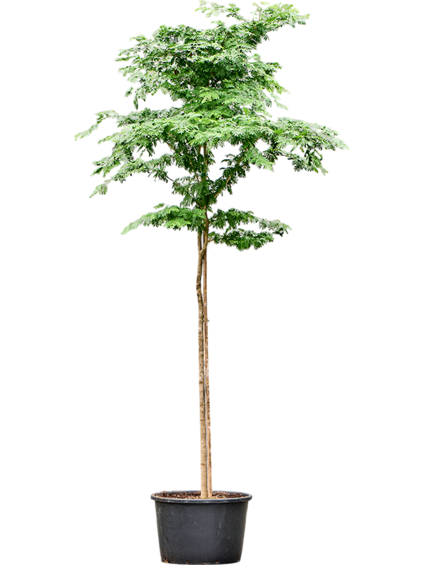 Bulnesia arborea (350-450)