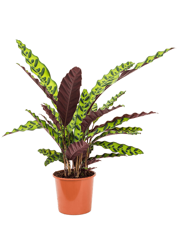 Calathea insignis