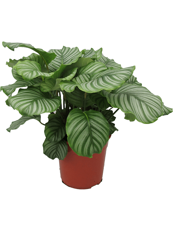 Calathea orbifolia