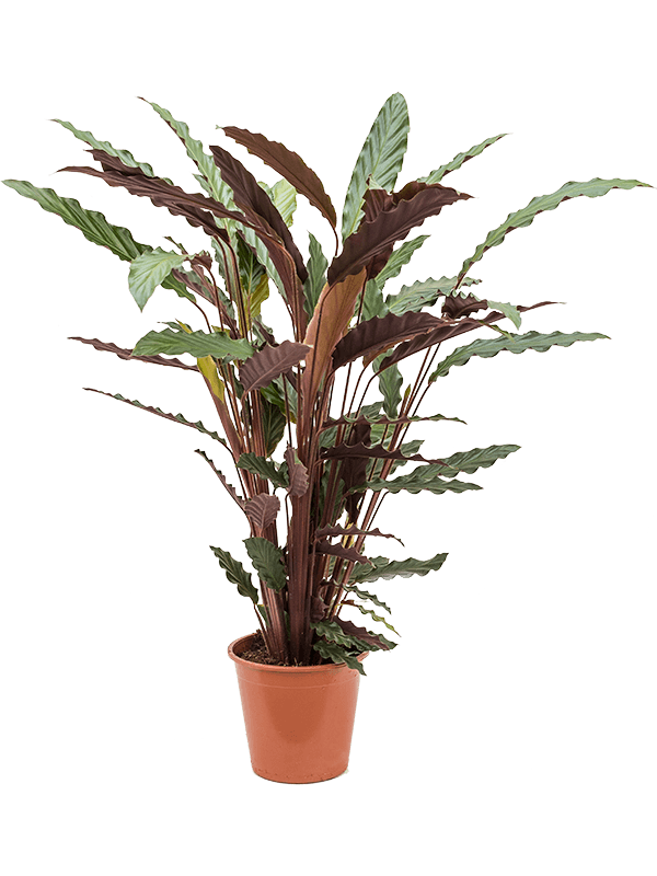 Calathea rufibarba 'Wavestar'