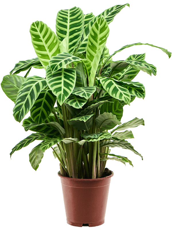 Calathea zebrina