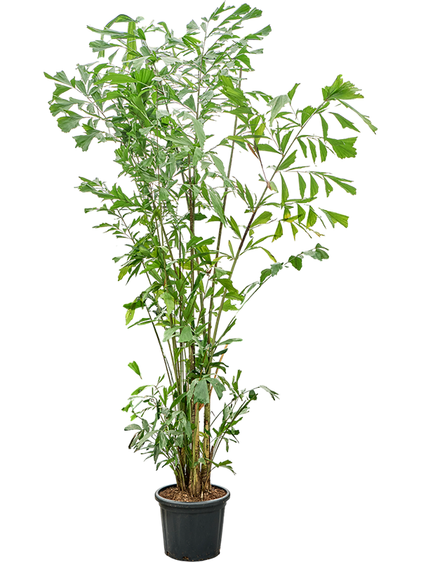 Caryota mitis (290-325)