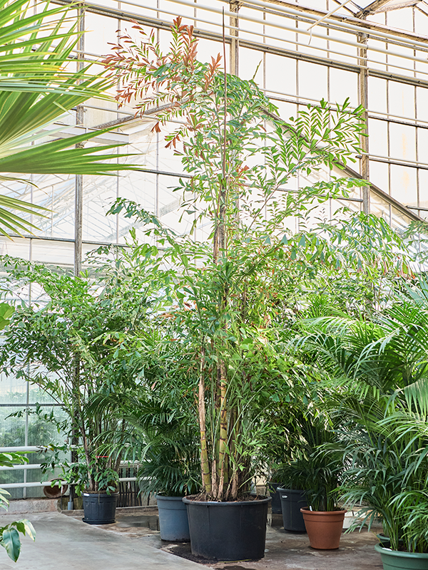 Caryota mitis (650-725)