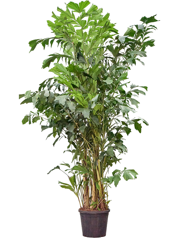 Caryota mitis