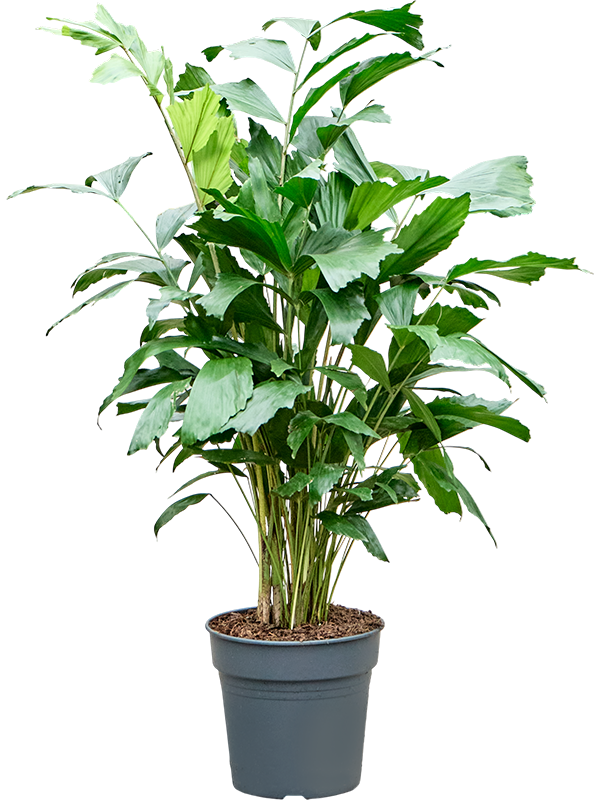 Caryota mitis