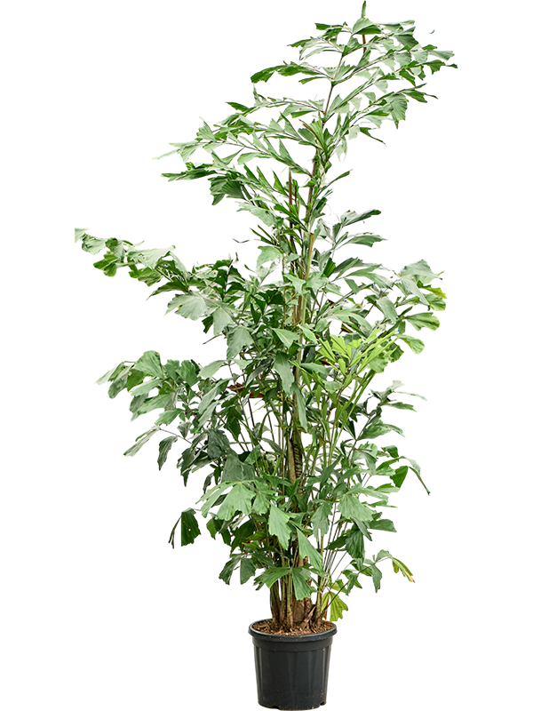 Caryota mitis(2.30-3.00M)