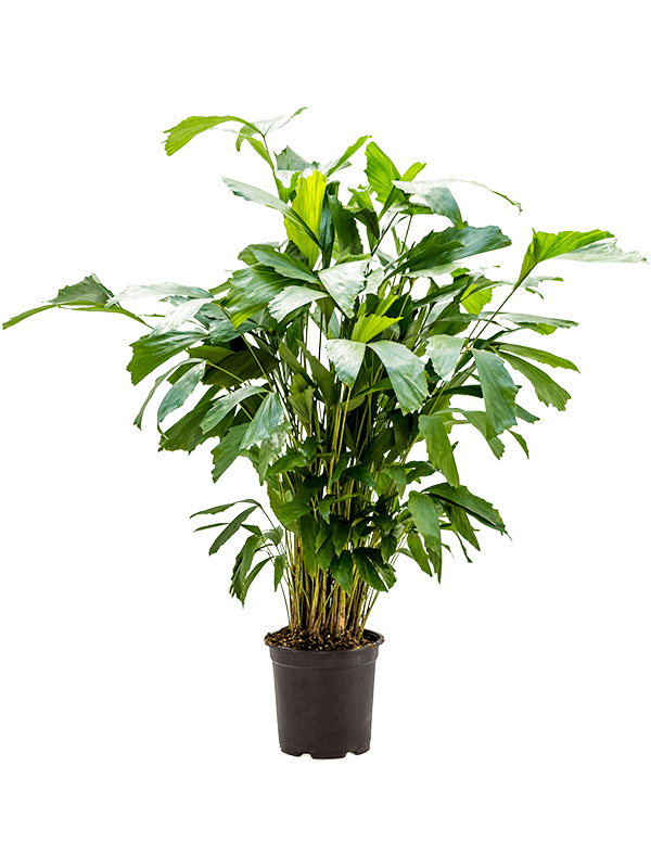 Caryota mitis