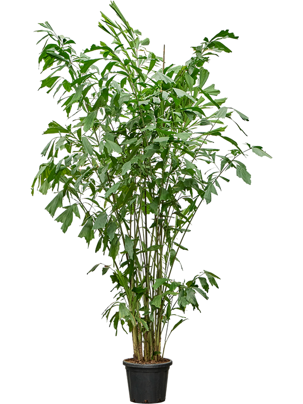 Caryota mitis