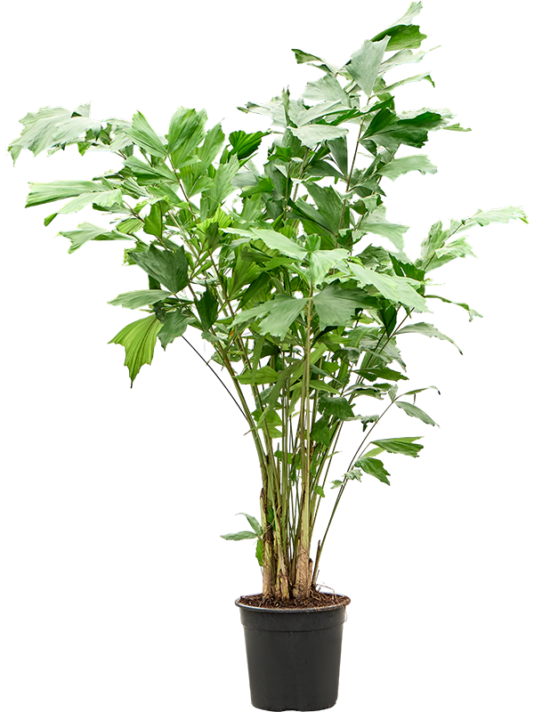 Caryota mitis (120-140)