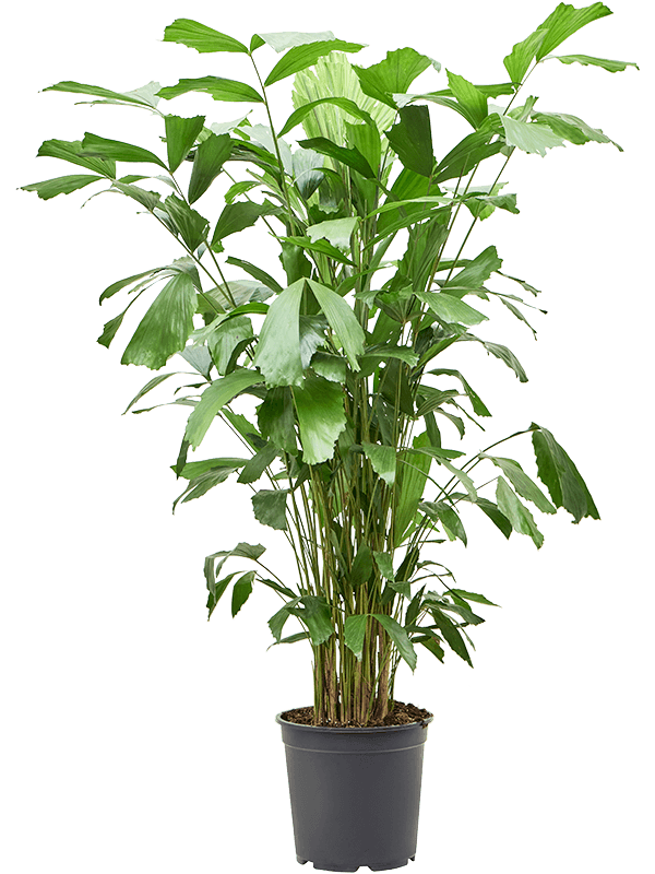 Caryota mitis