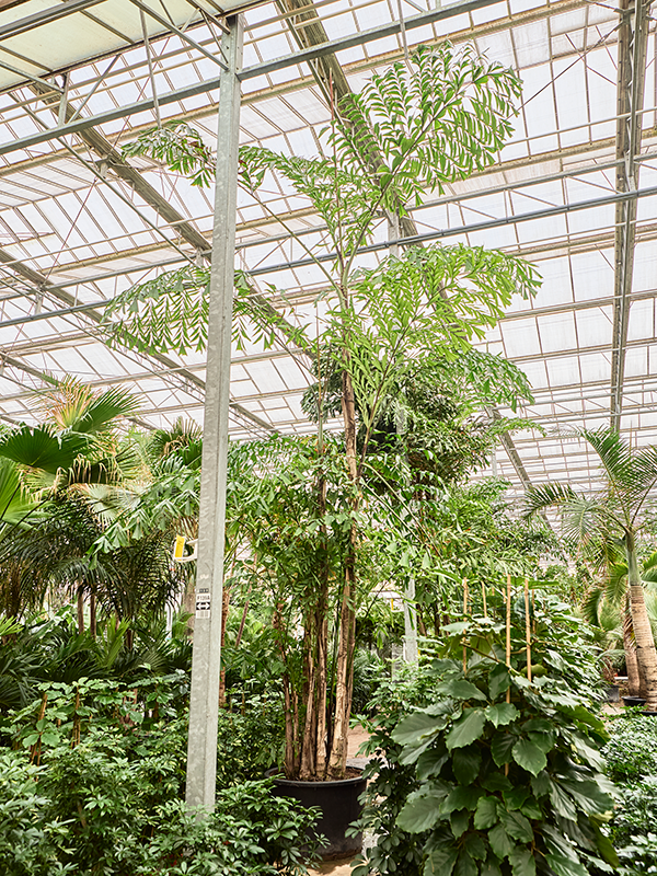 Caryota mitis (650-725)