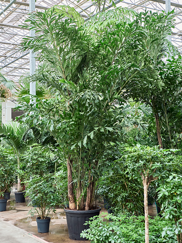 Caryota mitis