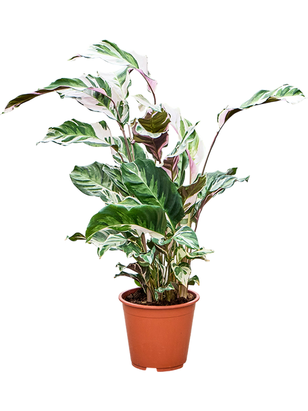 Calathea 'Stella'