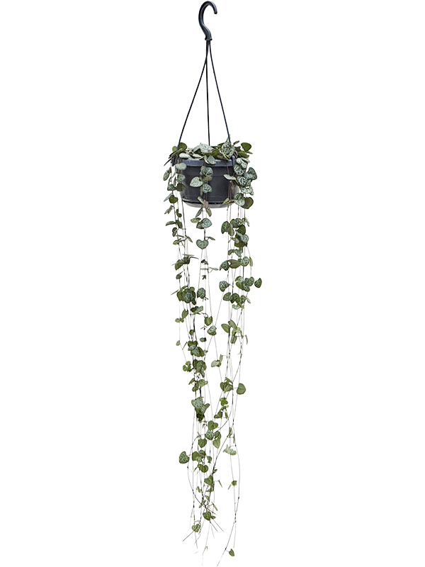 Ceropegia woodii